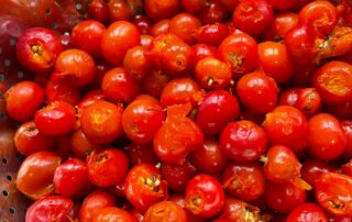 Rose-hips washed and ready