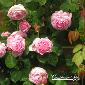 Constance Spry