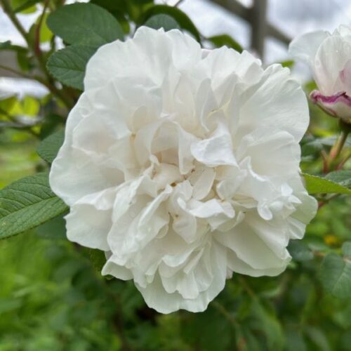 Louise Bugnet is a white Rugosa Rose.