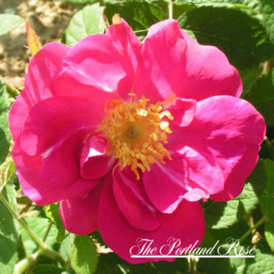 The Portland Rose