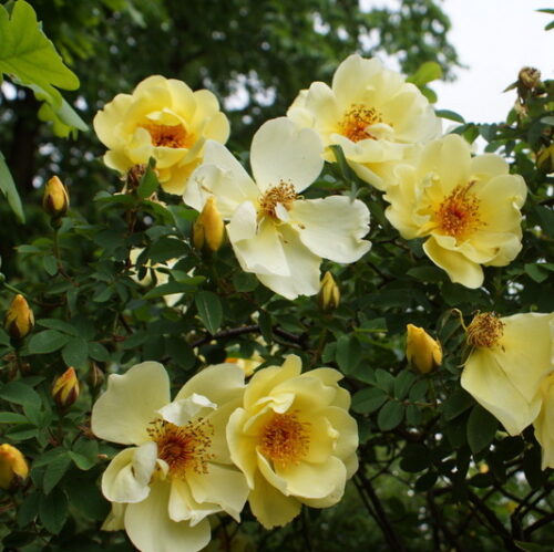 Aicha a Scotch Briar rose with repeat flowering blooms.