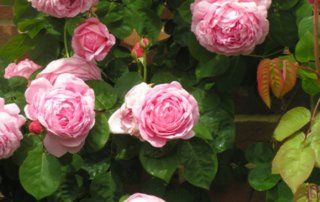 Constance Spry