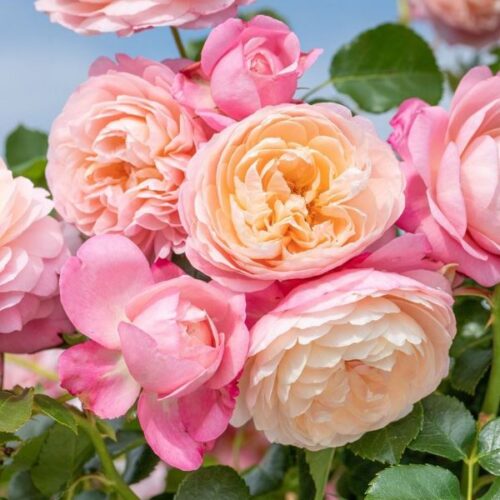 David Hockney rose.