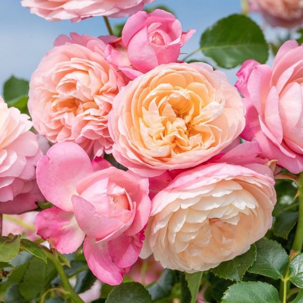 David Hockney rose.