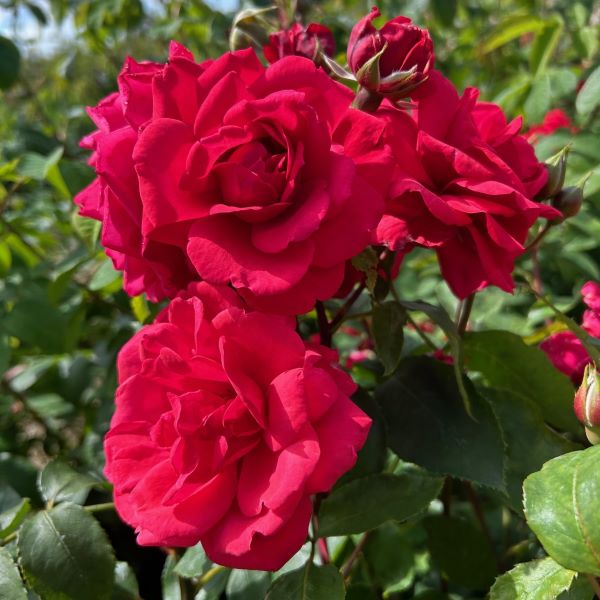 Don Juan a red climbing rose.