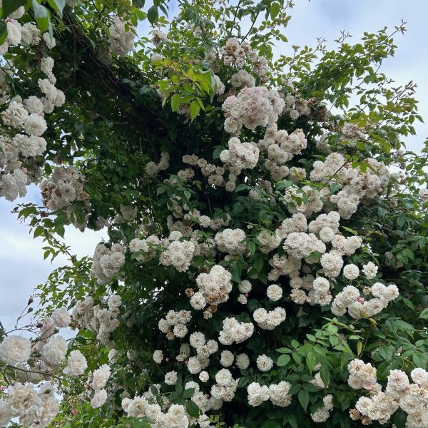 Felicite et perpetue a white rambling rose with red tinges.