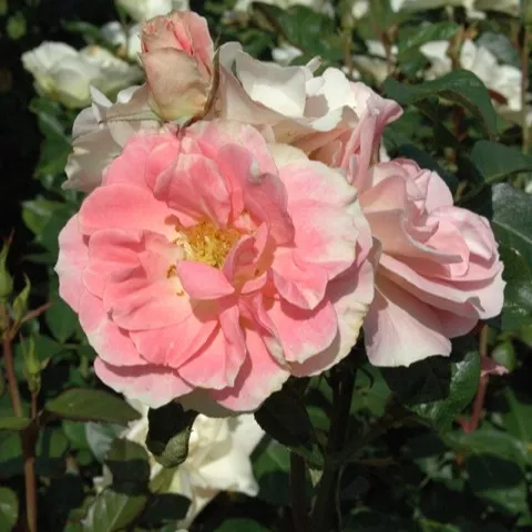 Jennys-Rose-Modern-Bush-Rose