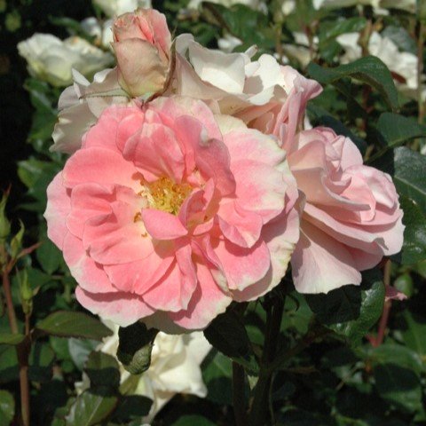 Jennys-Rose-Modern-Bush-Rose