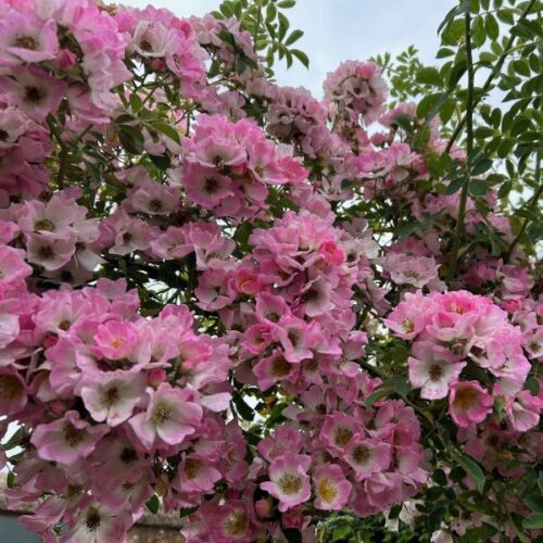 Kew Rambler is a pink rambling rose with a yellow button eye.