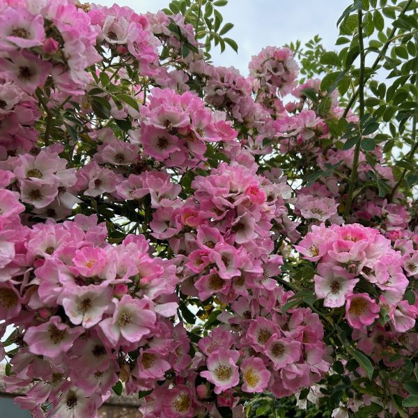 Kew Rambler is a pink rambling rose with a yellow button eye.