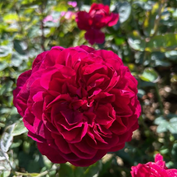 L.D Braithwaite a red English Rose.