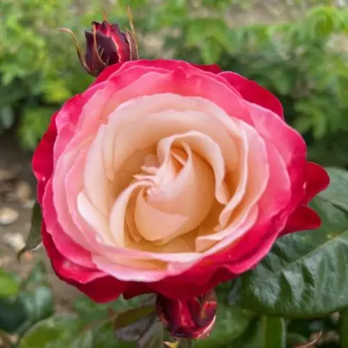 Nostalgia is a cherry red and cream Nostalgic Rose.