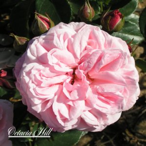 Octavia Hill