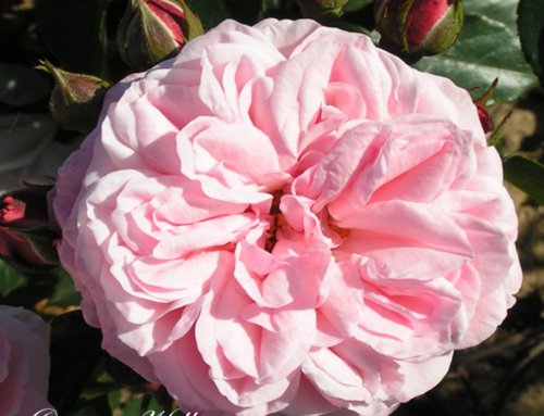 The Queer History of Roses