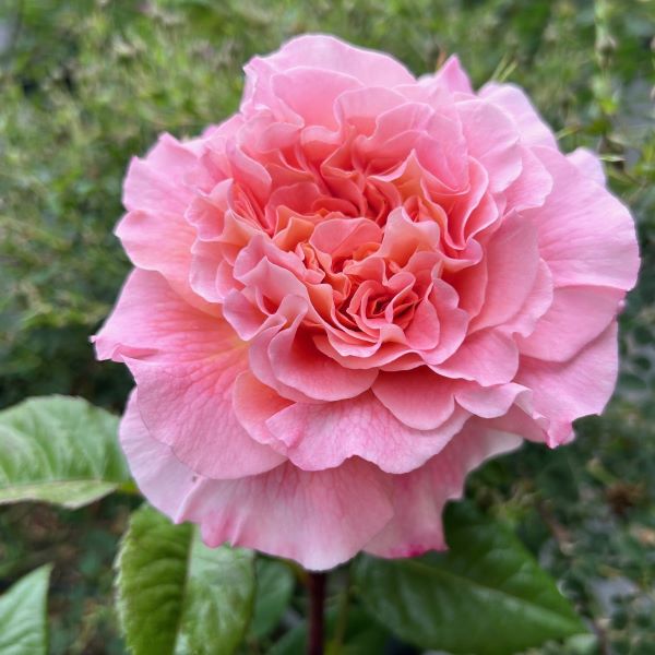 Rachel a pink/apricot Nostaglic Rose.