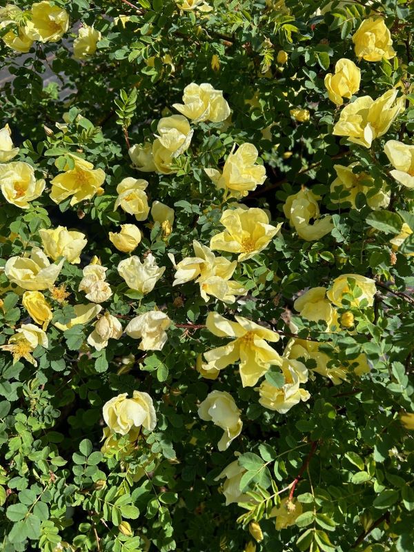Rosa cantabridgensis a yellow species rose.