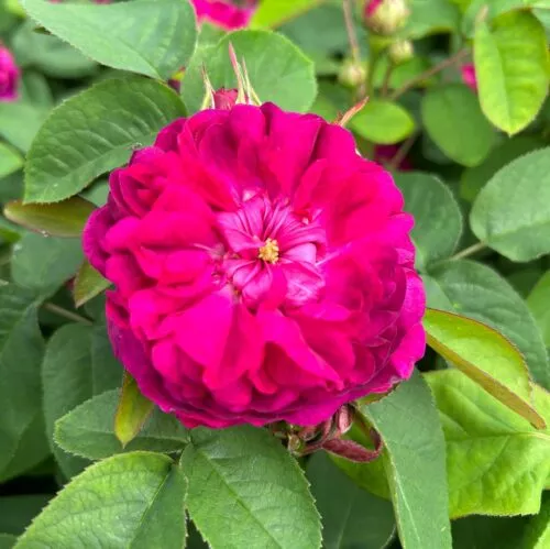 Ruby Rescht