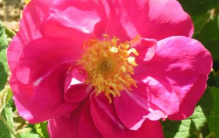 The Portland Rose