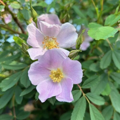 Rosa suffulta a pink species rose.