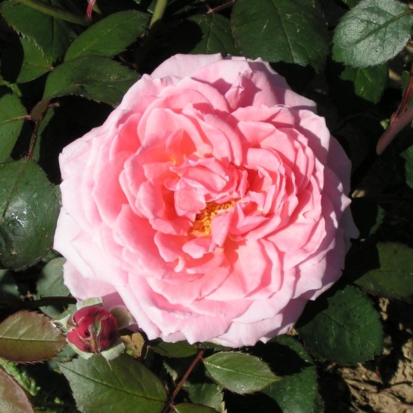 Brother Cadfael is a pink shrub rose bred by David Austin.