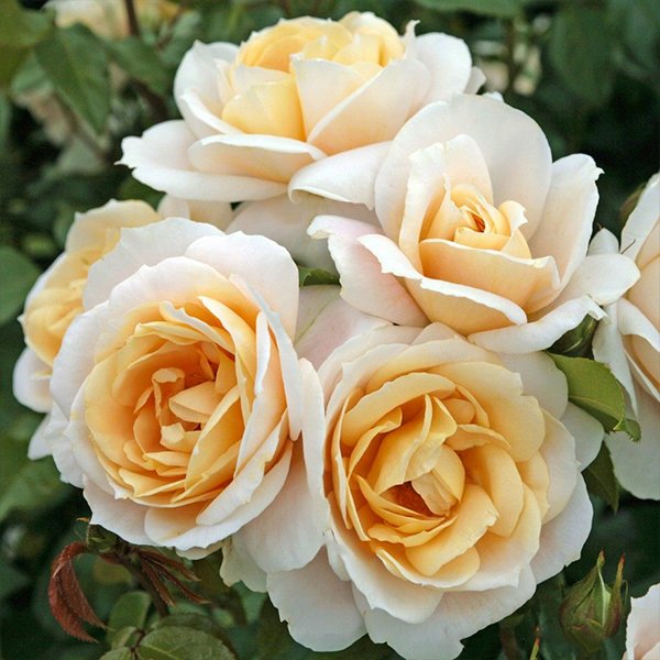 Champagne Moment is a creamy yellow Modern Shrub rose.
