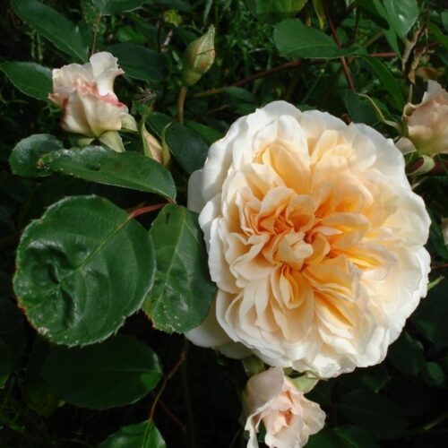 Pegasus, a yellow English Rose.