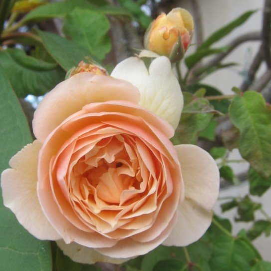 Sweet Juliet