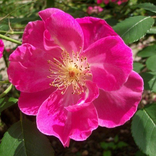 Vanity a pink Hybrid Musk rose.