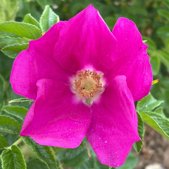 Rosa rugosa 'Rubra'