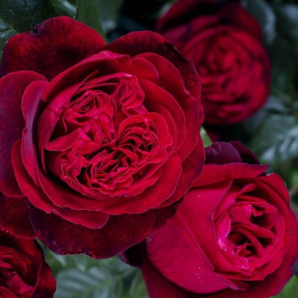 Admiral is a Nostalgic Red Rose