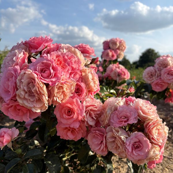 Anne's Rose