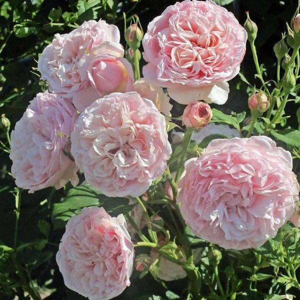 Divina a short pink climbing rose bred by Tantau.