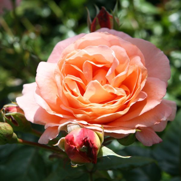 St. Edmunds Rose. An orange rose bred by Poulsen.