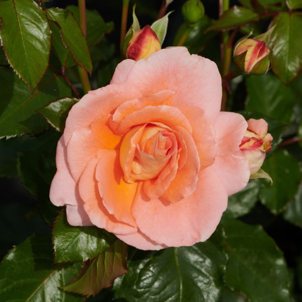 The St. Edmund's Rose - Image 2