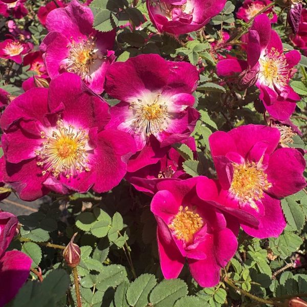 William III, a species rose.