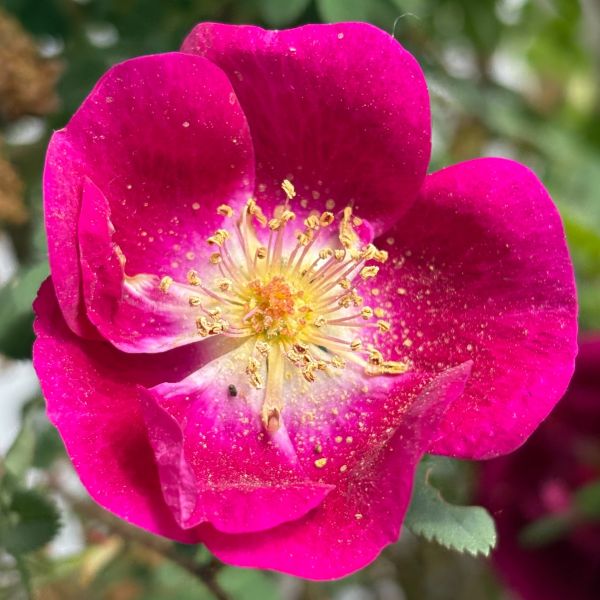 Rosa pimp. 'William III'