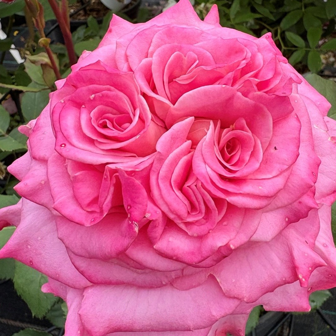 Ashley an outstanding true pink Hybrid Tea rose.