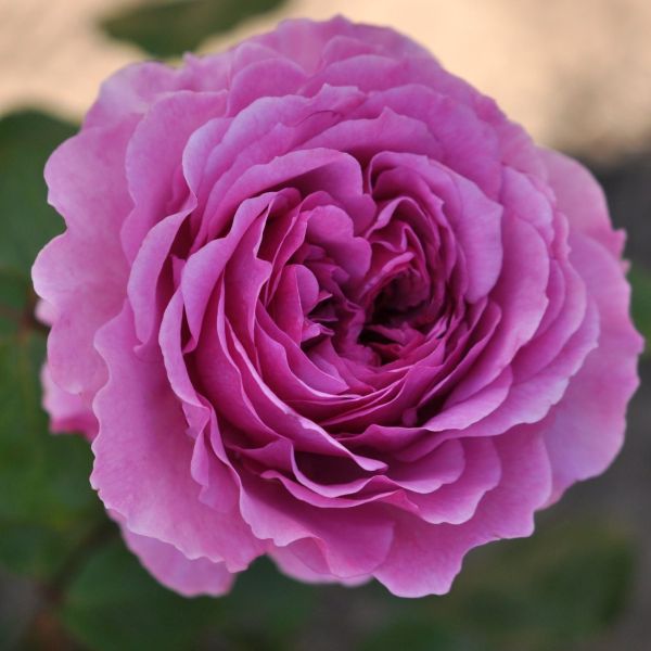 Adore aroma, a closeup of the pink rose.