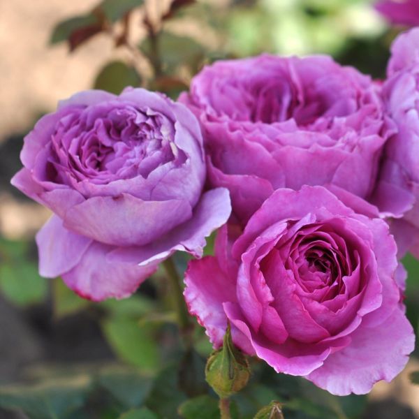 Adore aroma a mauve Hybrid Tea rose.