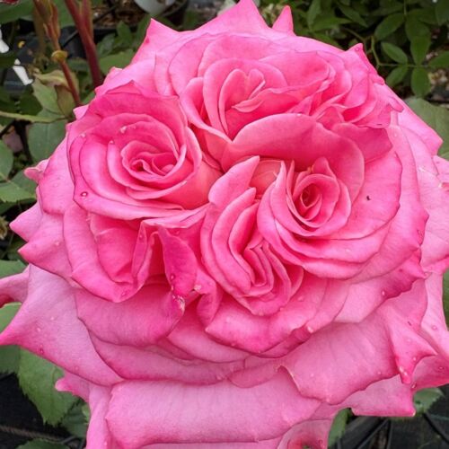 Ashley an outstanding true pink Hybrid Tea rose.