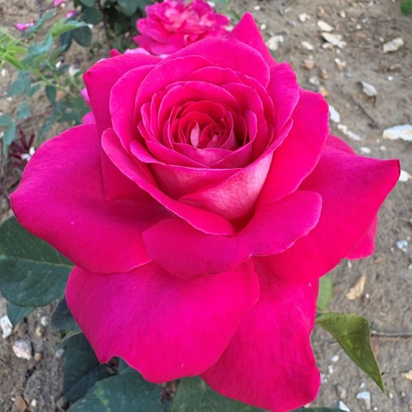 Charlie's Rose