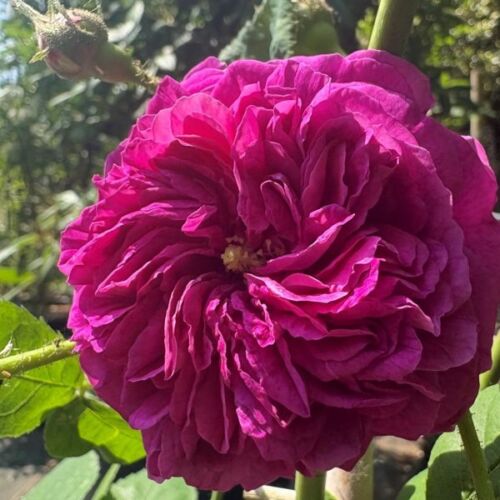 Errinerung an Brod gallica rose.