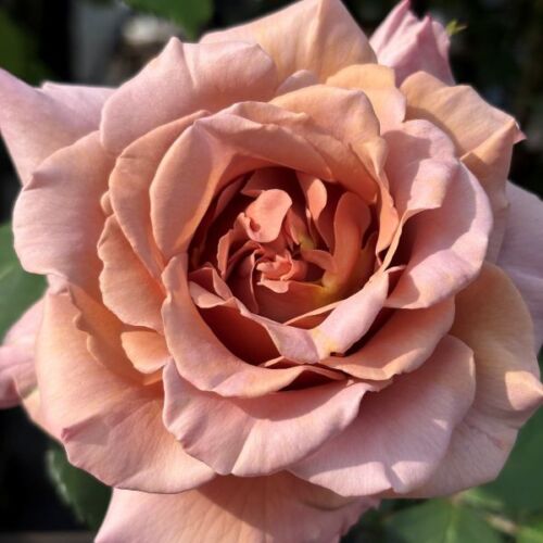 Koko Loko, a coffee coloured modern bush rose.