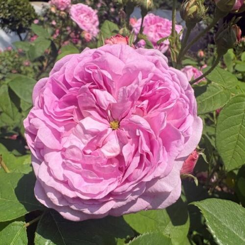 Mrs Dales pink a rare pink rose from Mottisfont Abbey.