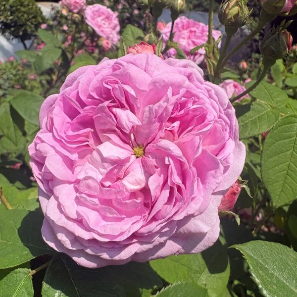 Mrs Dales pink a rare pink rose from Mottisfont Abbey.