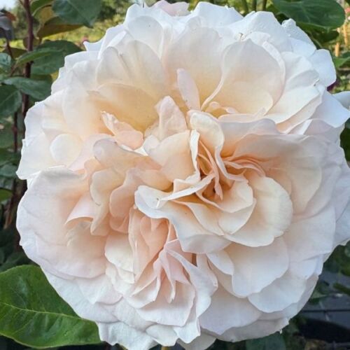 Perdita a rare english rose.