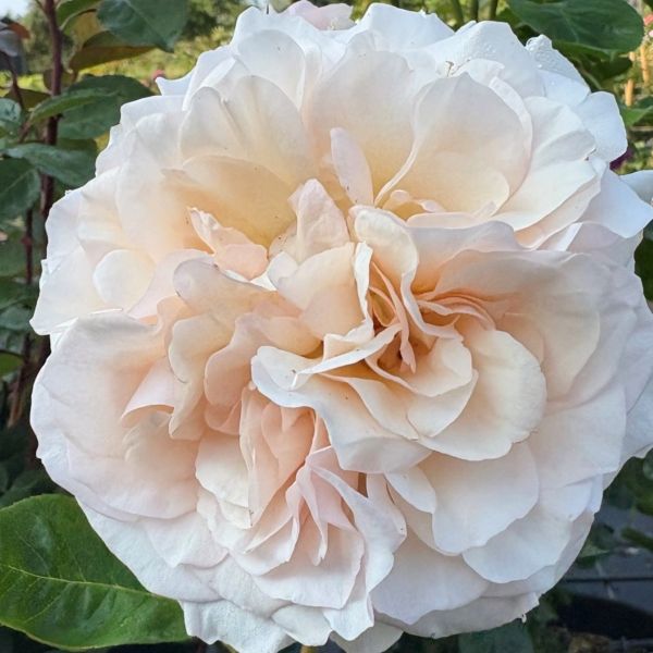 Perdita a rare english rose.