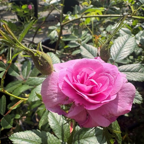 Rosa virginia plena is a lilac pink species rose with a sprawling habit.