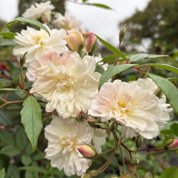 Snow Goose is a white rambling English Rose