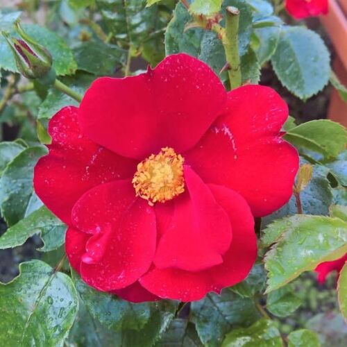 WB Yeats rose is a red single bloom modern shrub.